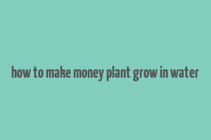 how to make money plant grow in water