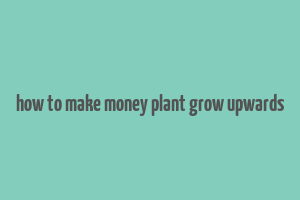 how to make money plant grow upwards