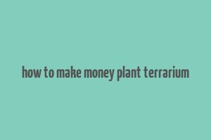 how to make money plant terrarium