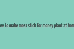 how to make moss stick for money plant at home