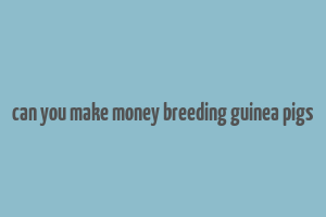 can you make money breeding guinea pigs