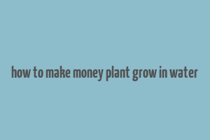 how to make money plant grow in water