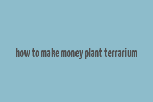 how to make money plant terrarium