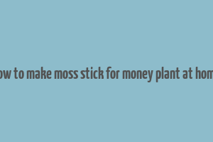 how to make moss stick for money plant at home