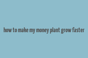 how to make my money plant grow faster