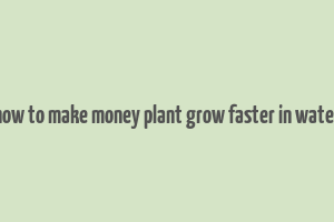 how to make money plant grow faster in water