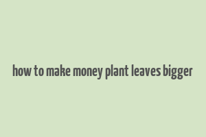 how to make money plant leaves bigger