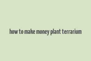 how to make money plant terrarium