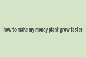 how to make my money plant grow faster