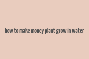 how to make money plant grow in water