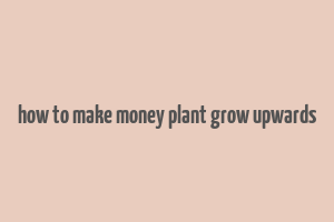 how to make money plant grow upwards