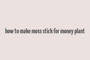 how to make moss stick for money plant