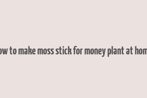 how to make moss stick for money plant at home