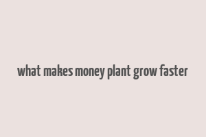 what makes money plant grow faster