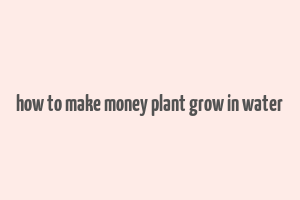 how to make money plant grow in water