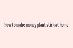 how to make money plant stick at home