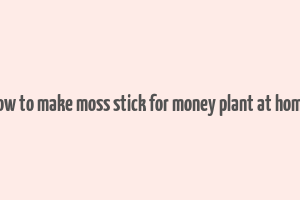 how to make moss stick for money plant at home