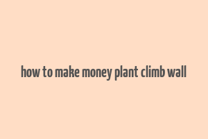 how to make money plant climb wall