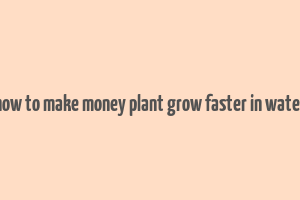 how to make money plant grow faster in water