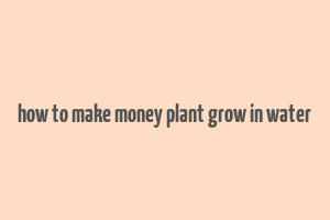 how to make money plant grow in water