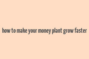 how to make your money plant grow faster