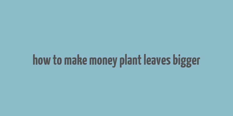 how to make money plant leaves bigger