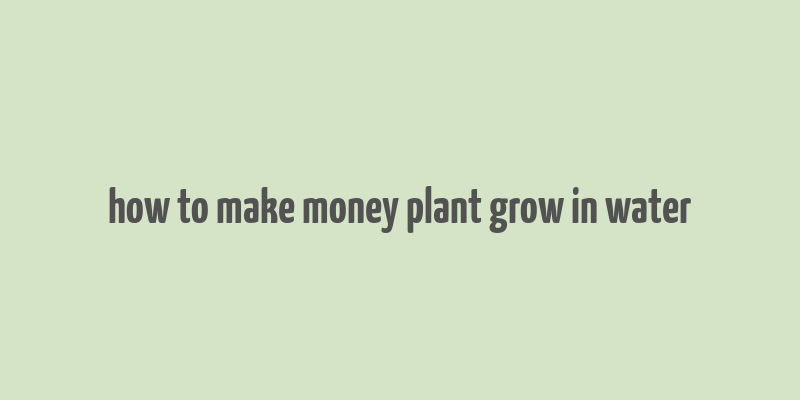 how to make money plant grow in water