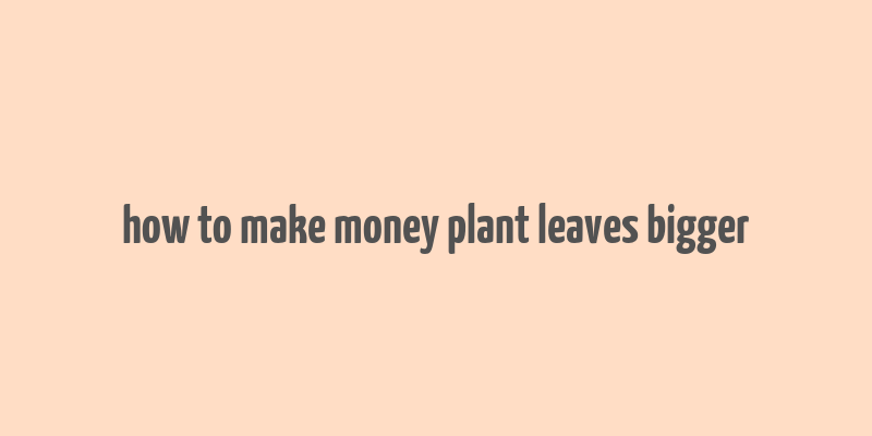 how to make money plant leaves bigger